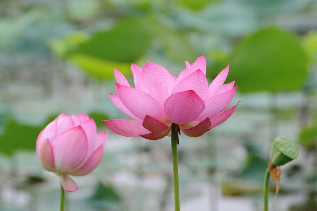 20-Year-Old Chinese Man Put on Trial for Sharing Picture of Lotus Flower