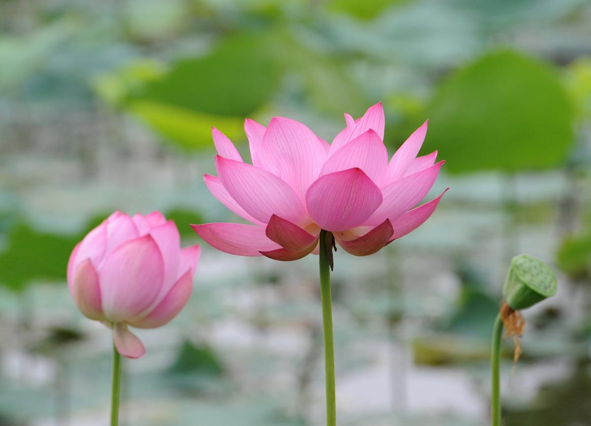 20-Year-Old Chinese Man Put on Trial for Sharing Picture of Lotus Flower