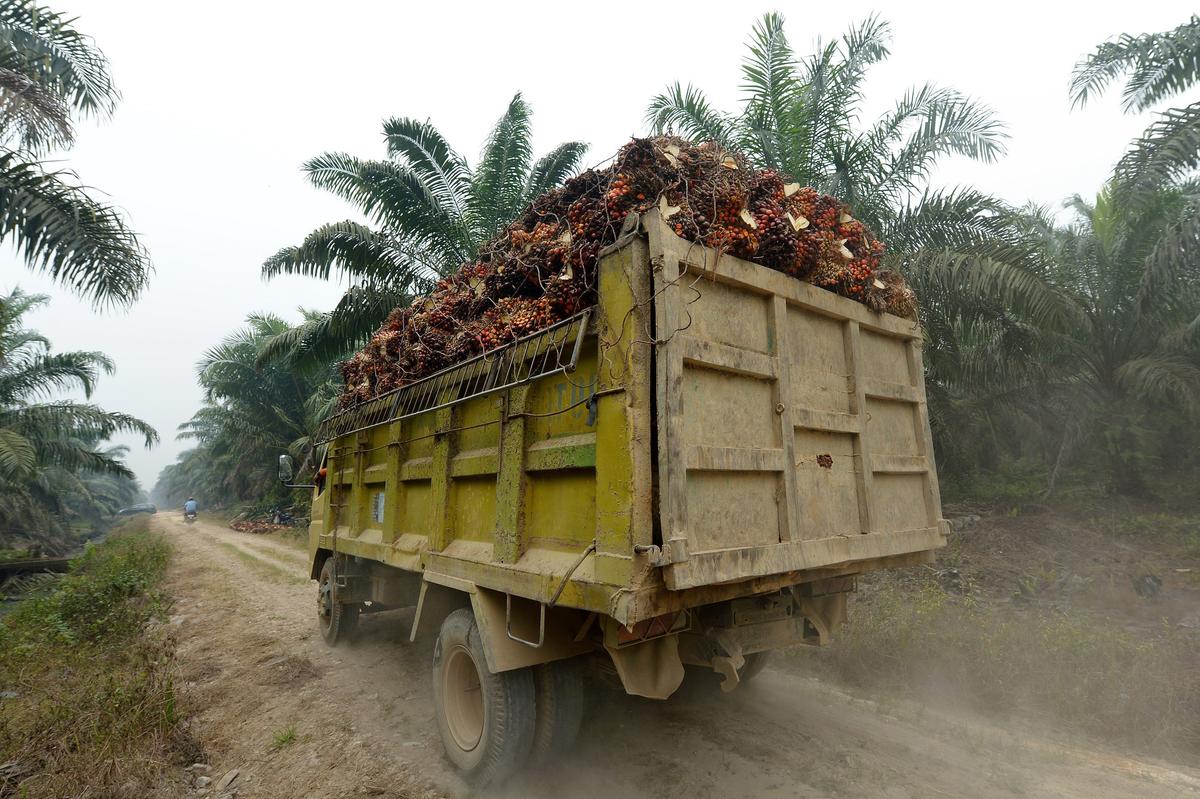 Indonesia, Malaysia Form OPEC-Like Palm Oil Council