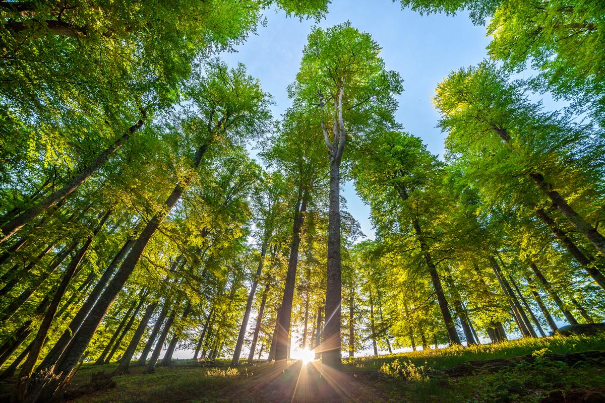 Trees Take Divergent Paths to Beat the Heat