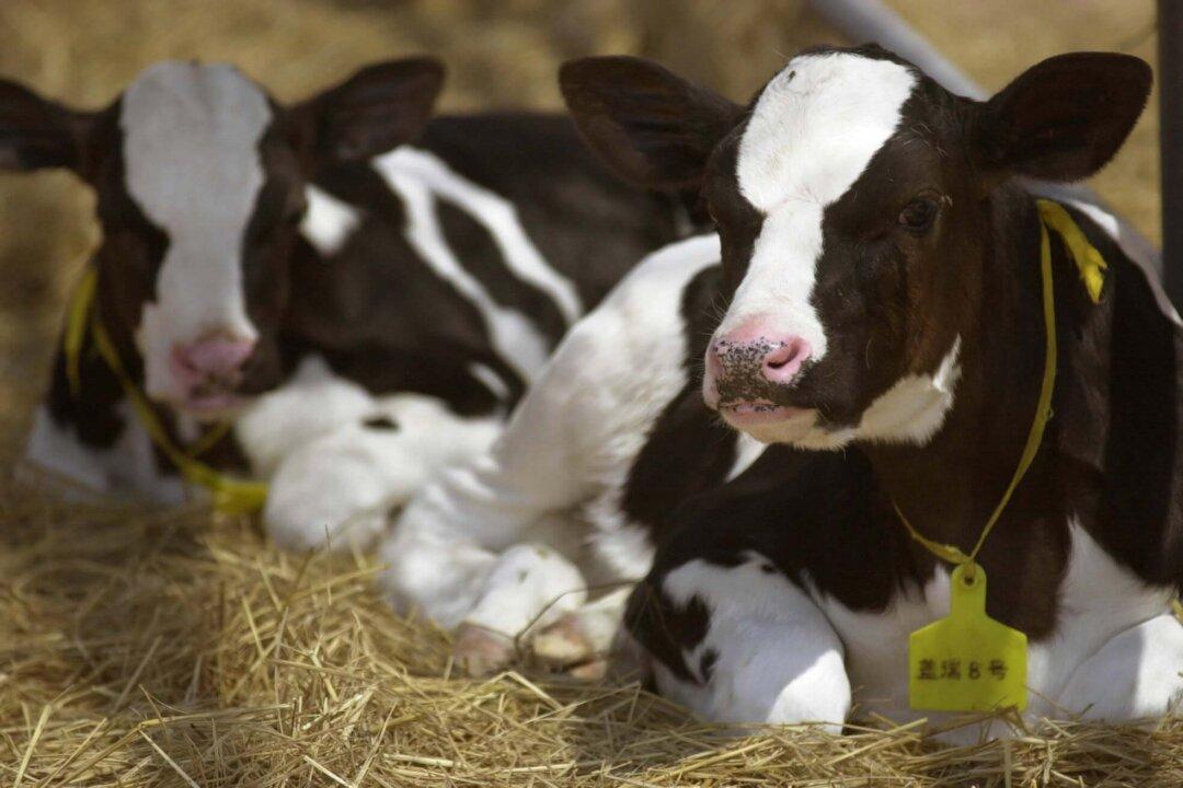 Behind a Chinese Cloning Factory, a Shady Cast