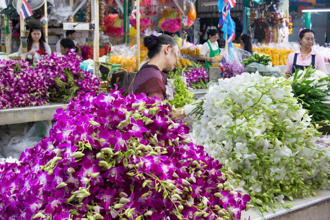 Illegal Plant Trade Blooms in Southeast Asia