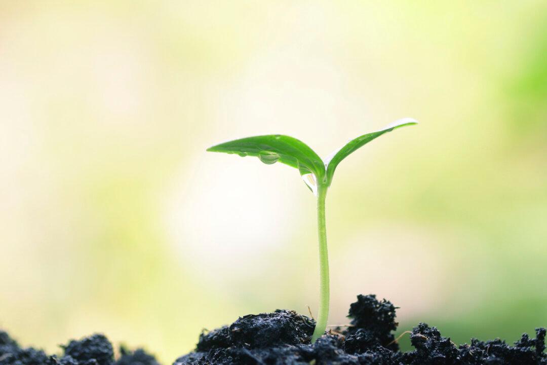 Are Plants Conscious, Intelligent?