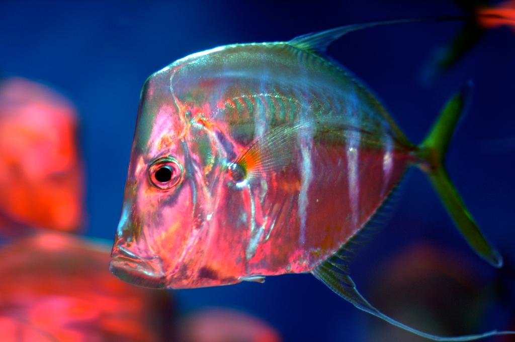 Skin Lets These Fish Do a Vanishing Act