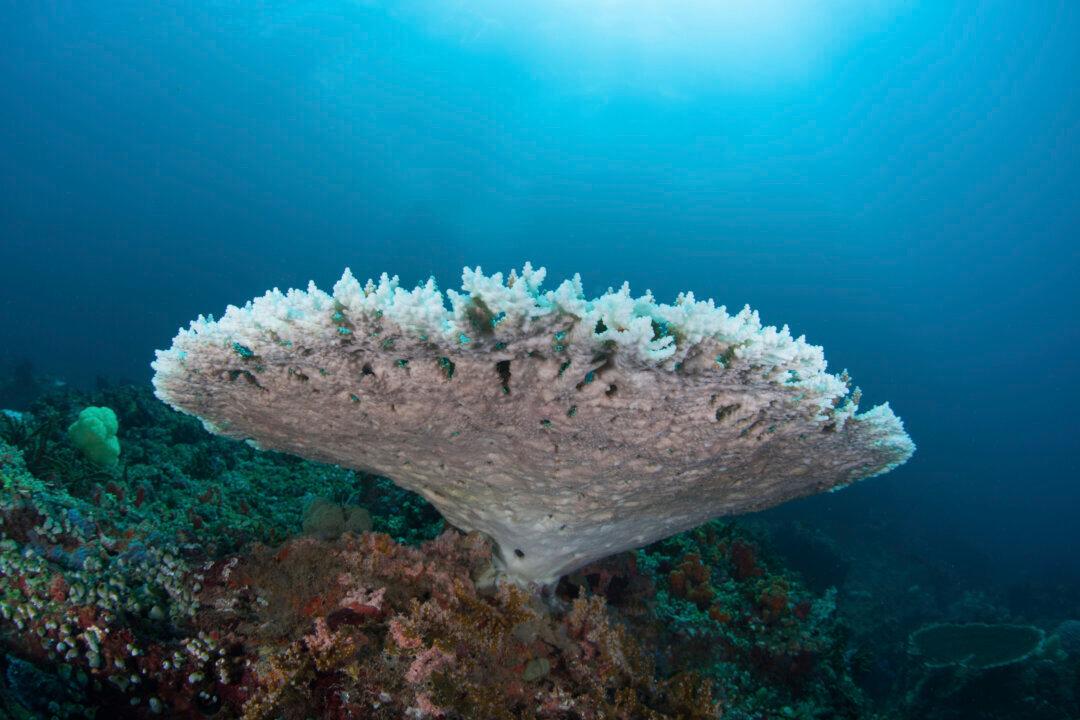 As the Earth Enters Its Third Mass Bleaching Event, Will Corals Survive
