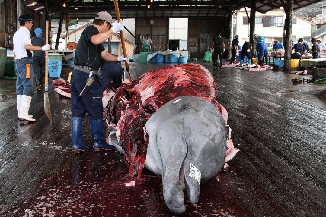 Japan Announces It Will Start Killing Whales Again, in Defiance of International Ruling
