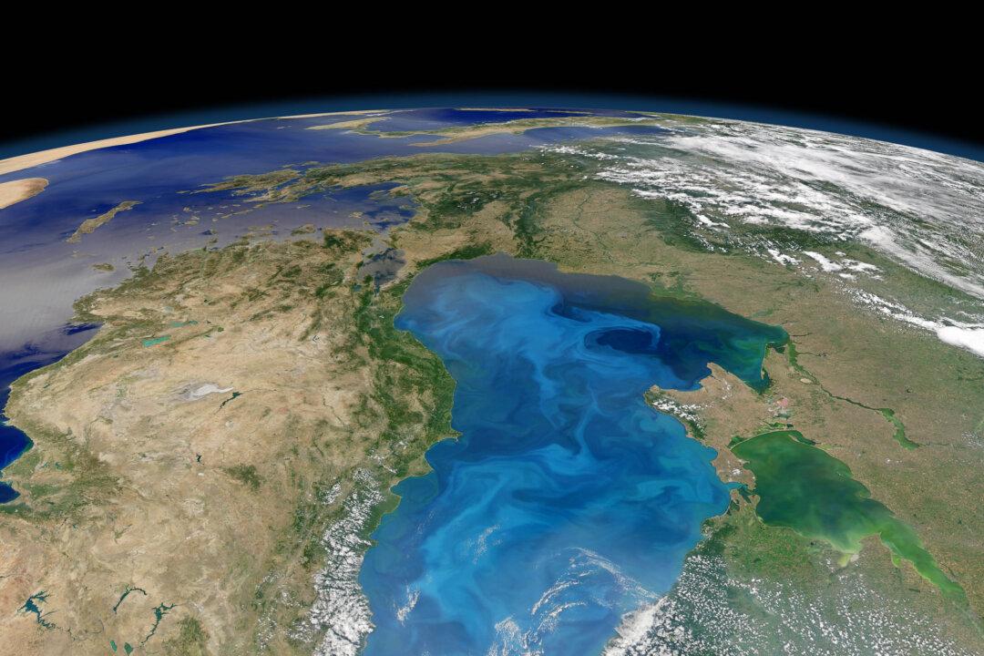 Boom in ‘Armored’ Plankton Puzzles Scientists