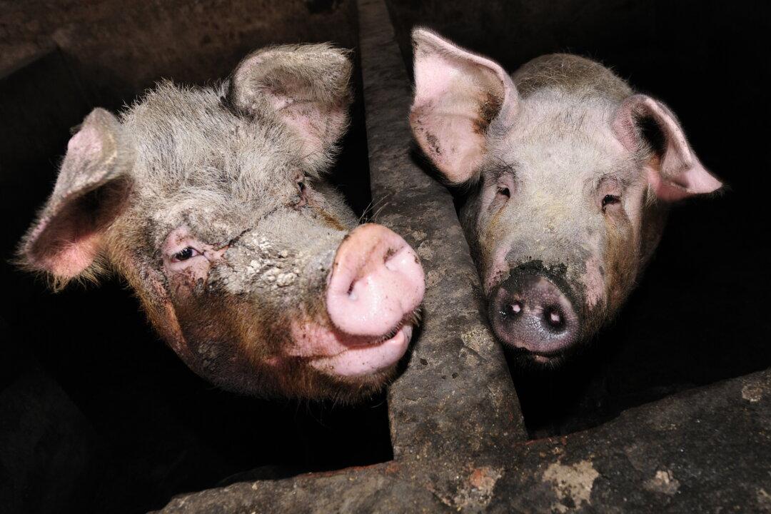 Russian Woman Reportedly ‘Eaten by Pigs’ After Collapsing in Pen