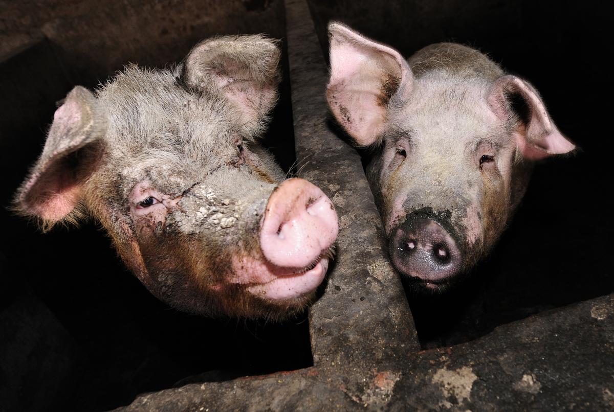 Russian Woman Reportedly ‘Eaten by Pigs’ After Collapsing in Pen