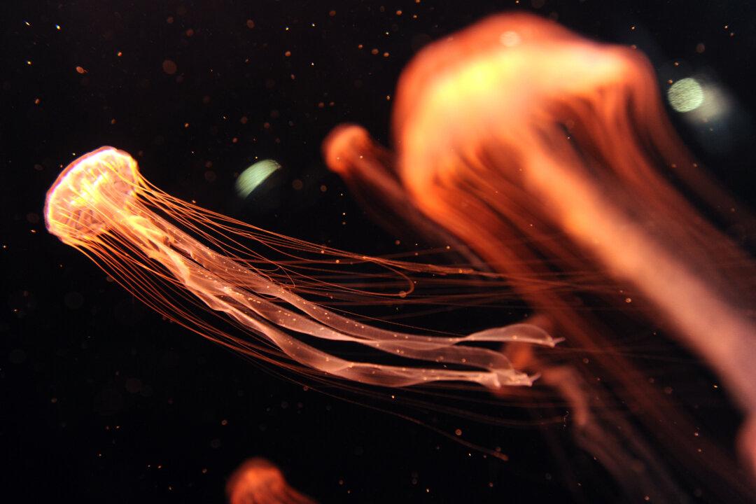 Attack of the Jellies: The Winners of Ocean Acidification