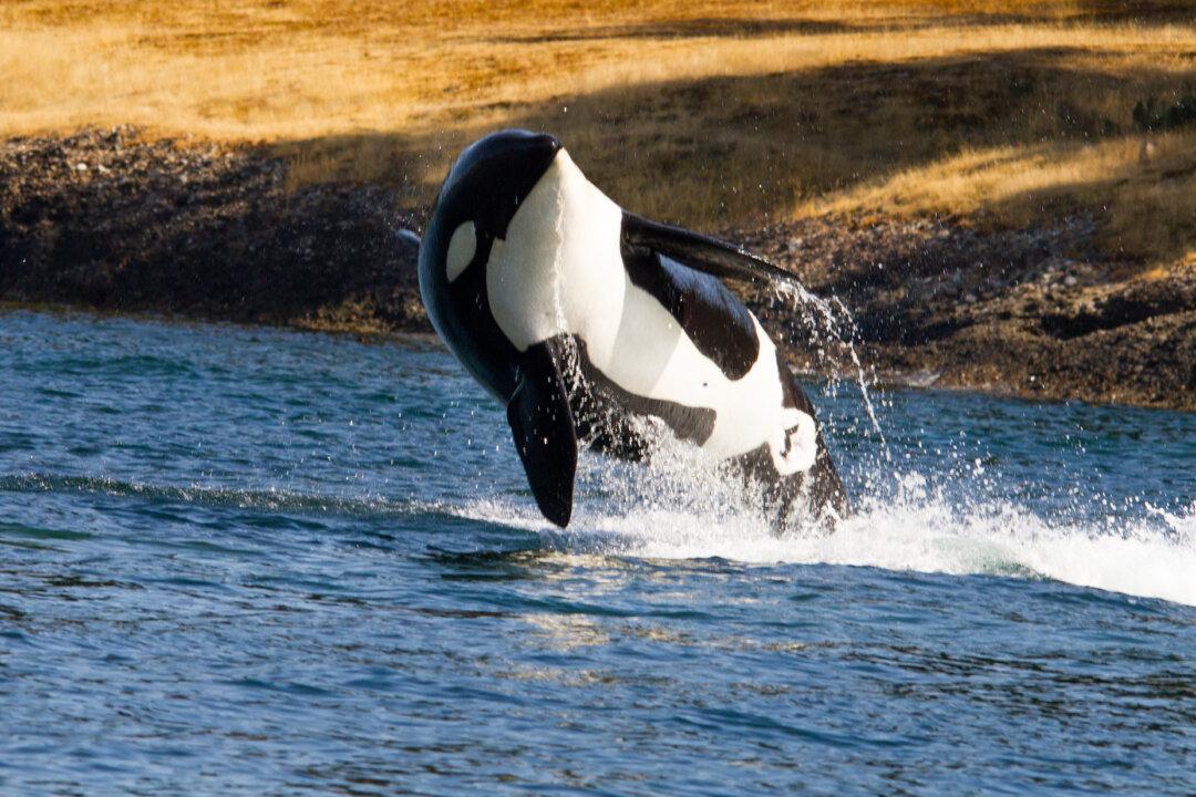 Ship Speed Bothers Killer Whales More Than Size