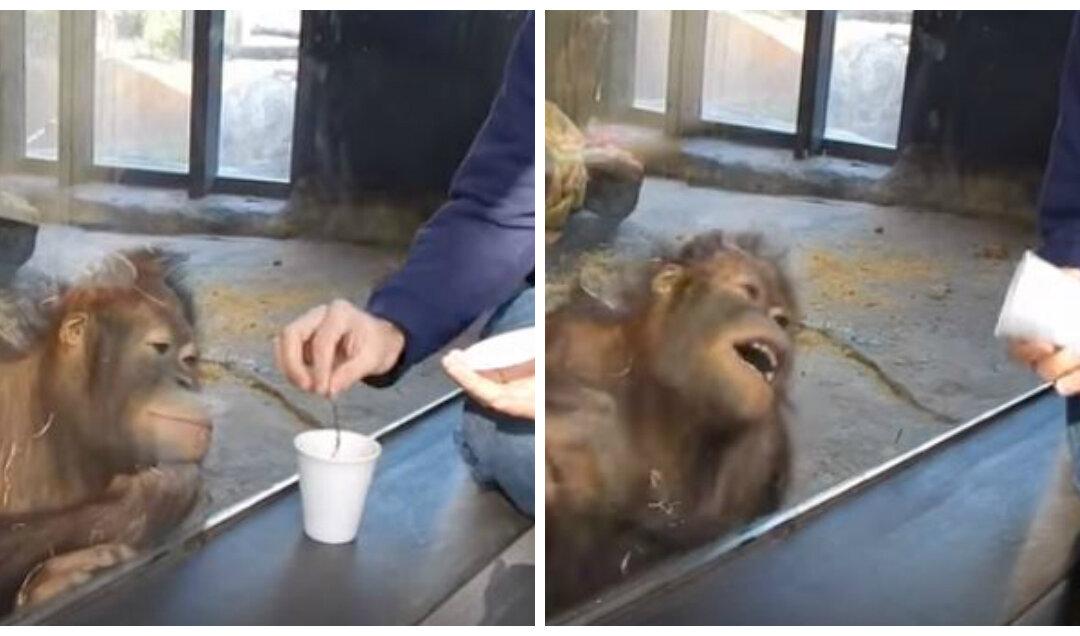 Viral Video: Zoo Visitor Does Trick, Orangutan Bursts out Laughing