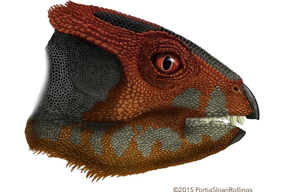 Scientists Discover Fossils of New Dinosaur Related to Triceratops
