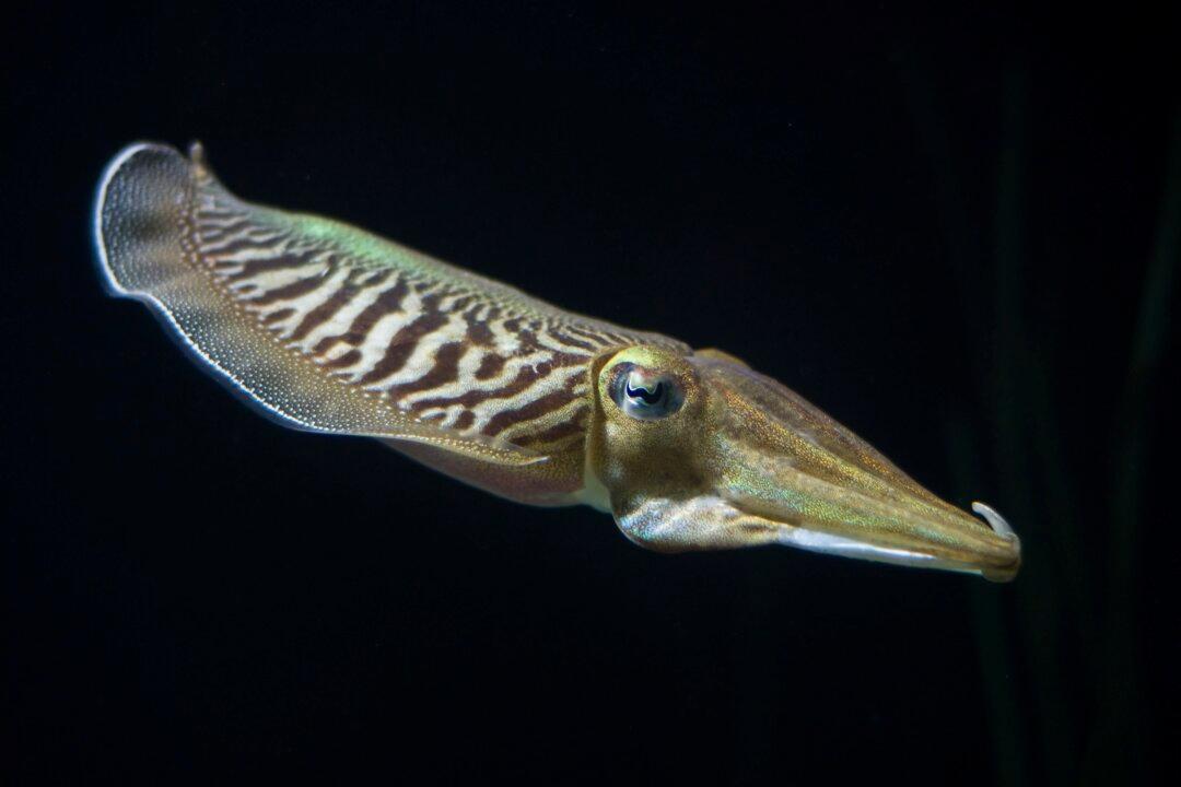 Watch This Cuttlefish Hide Its Electric Field From Sharks