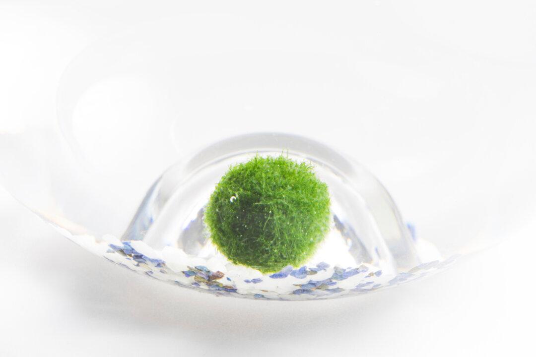 What’s Behind Japan’s Moss Obsession?