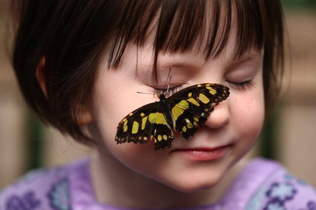 After Survey Reveals UK Butterflies Dying Off, Naturalist Calls for Immediate Action