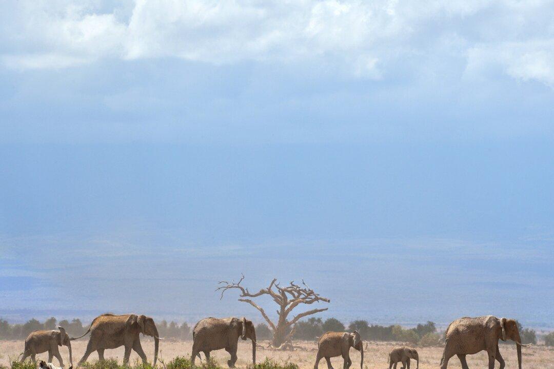 Can Elephants Retain Their Social Bonds in the Face of Poaching