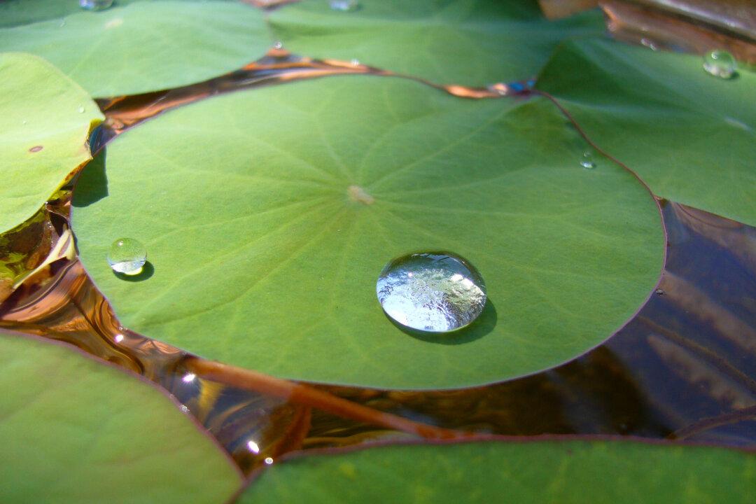 Researchers Develop Self-Cleaning Plastic Inspired by Lotus Leaf