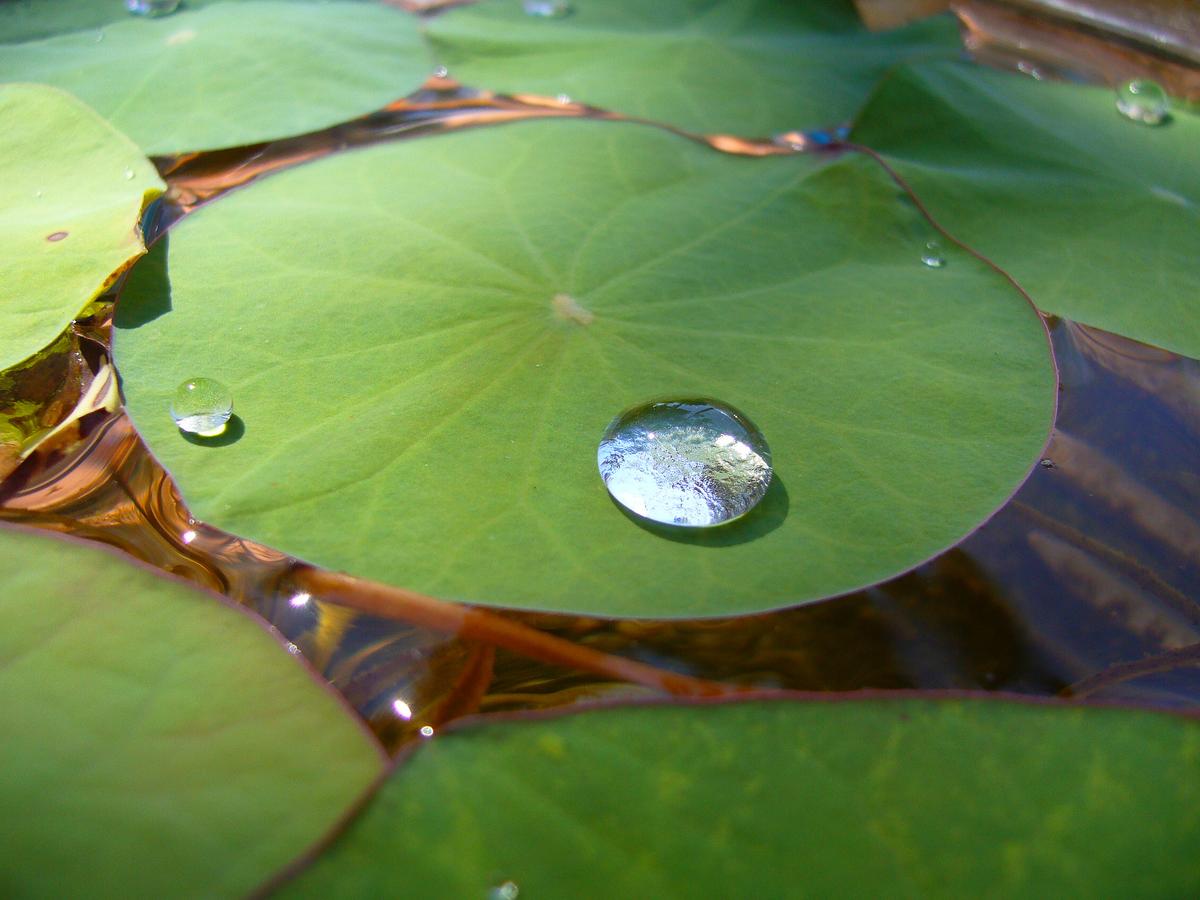 Researchers Develop Self-Cleaning Plastic Inspired by Lotus Leaf