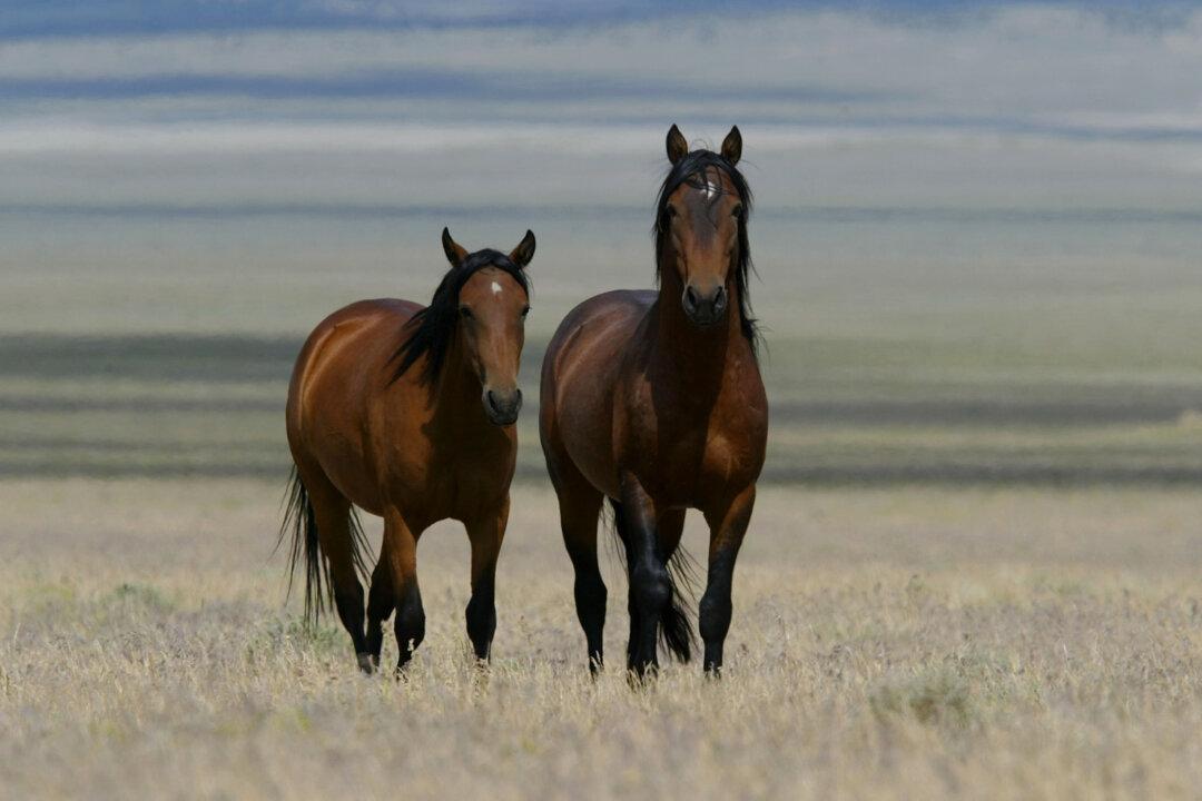 Animal Advocates ‘Appalled’ at Wyoming Lawmakers’ Proposal for Legal Slaughter of Wild Horses, Burros