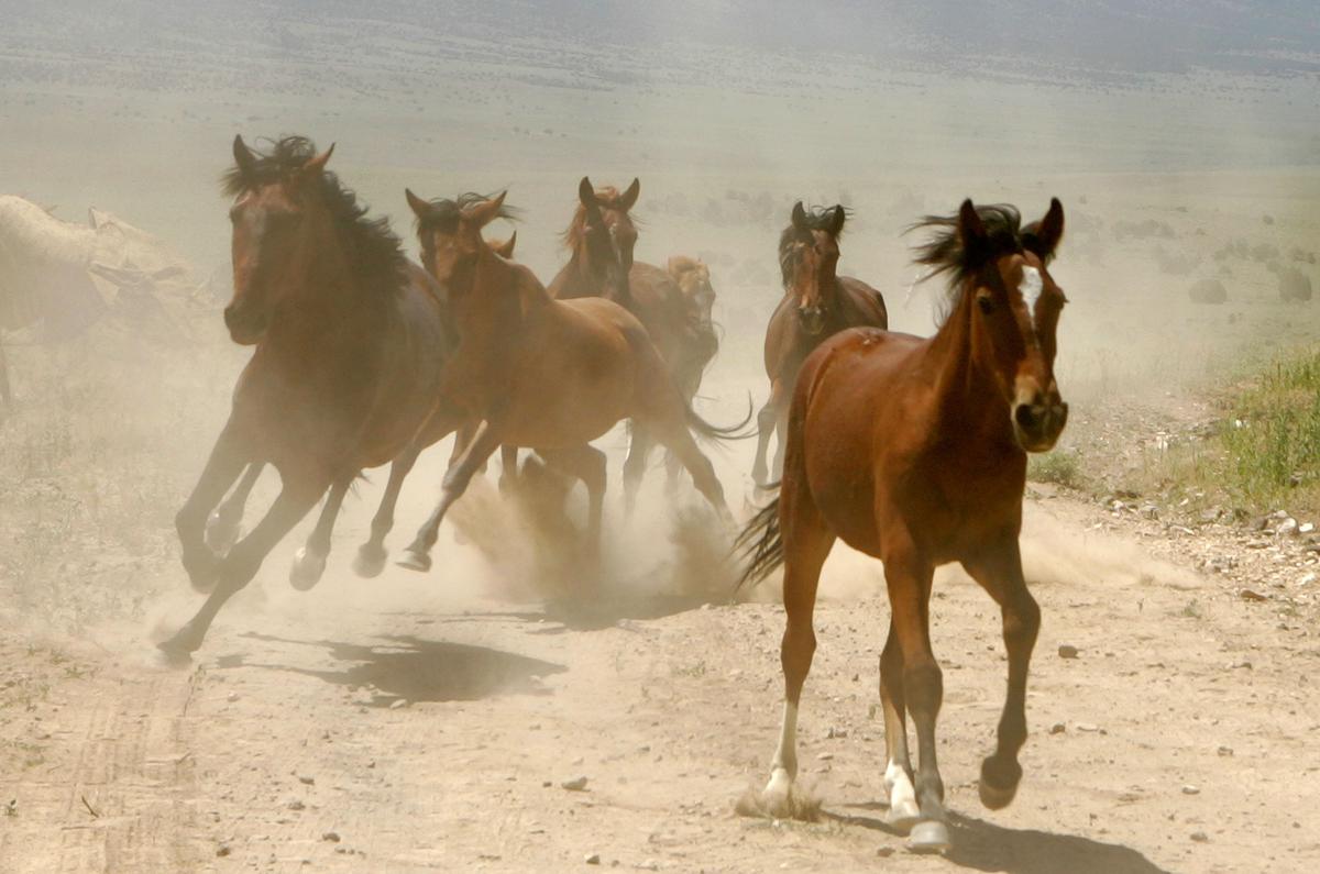 What Will Become of the Wild Horses?