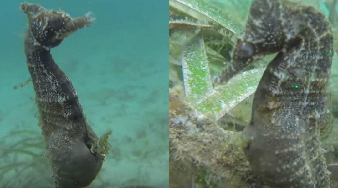 VIDEO: See Rare Footage of Pregnant Male Seahorse Giving Birth