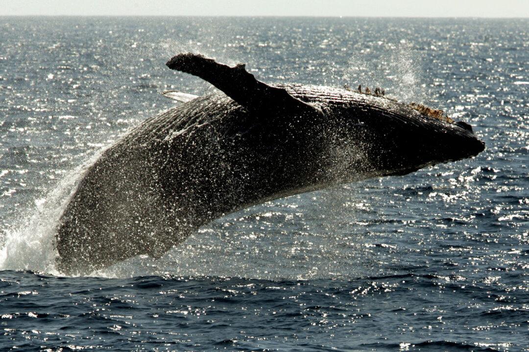 Humpback Whales Slow to Arrive in Hawaii