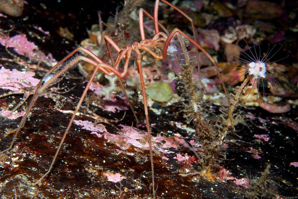 Giant Sea Spiders From Antarctica Baffle Scientists
