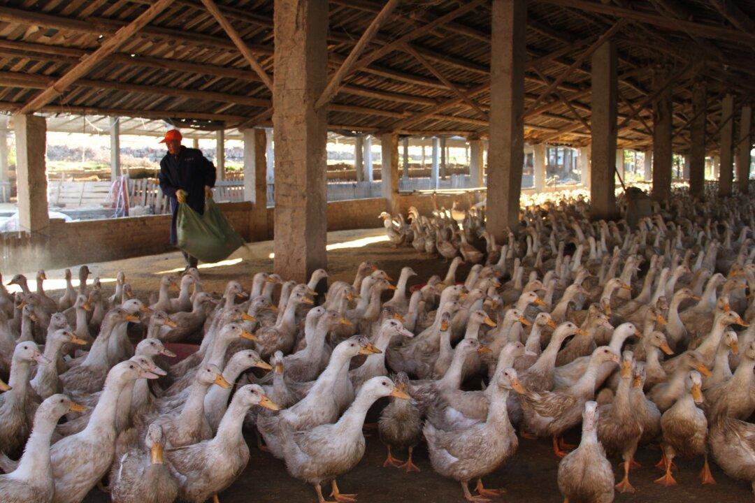 Woman Dies From Bird Flu in Southern China, a Second Woman Is in Critical Condition