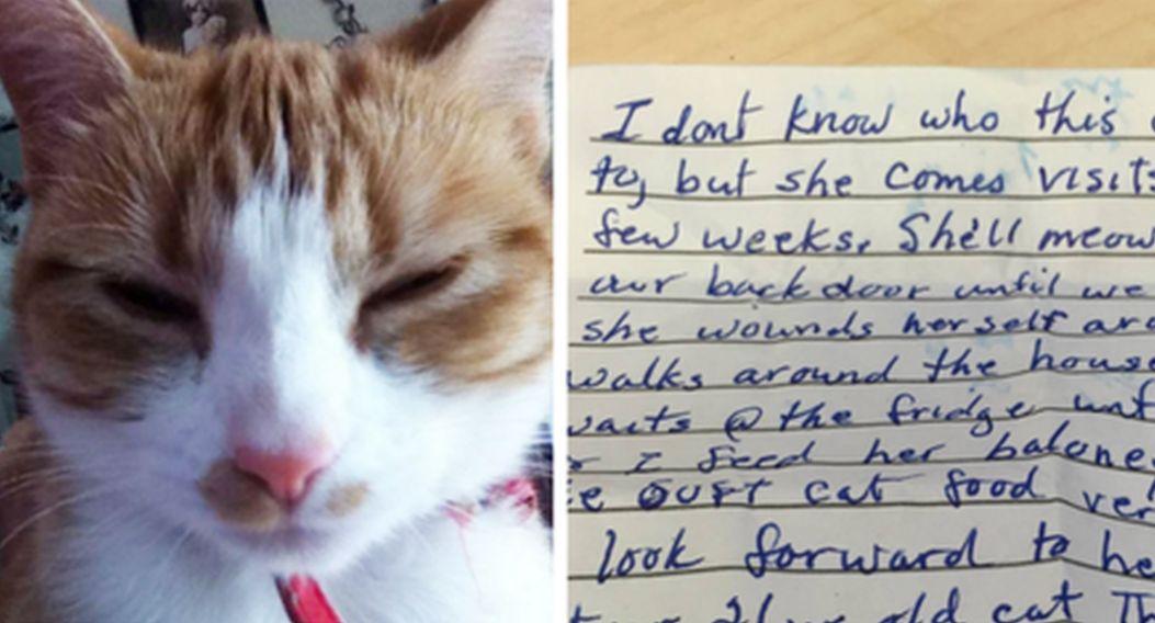 Cat Returns Home From Wandering With a Note Explaining Its Whereabouts