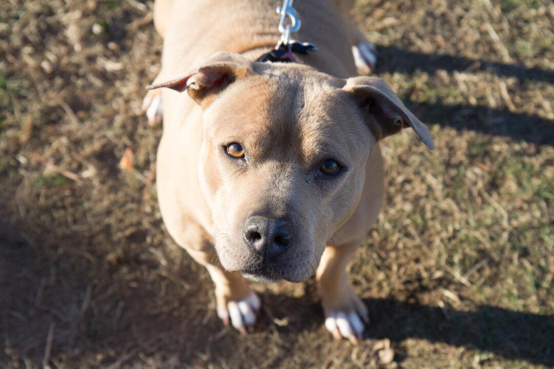 Pit Bull Owner Charged After Dog Attacks 5 Year Old