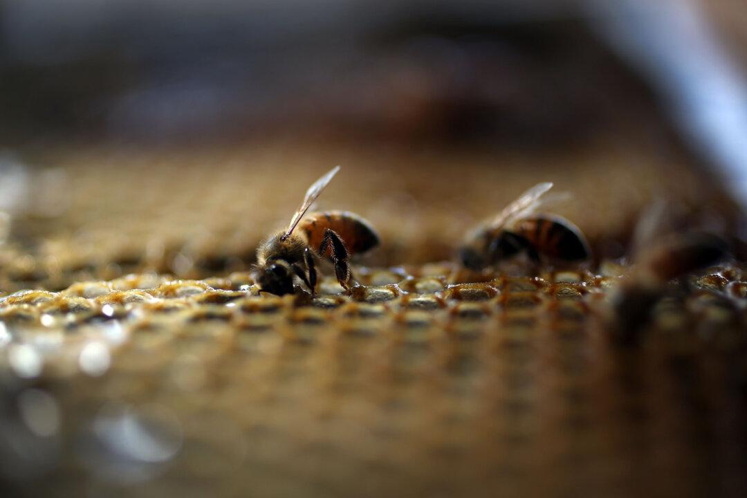 Refugee Bees Rescued and Given Help by United Nations Program