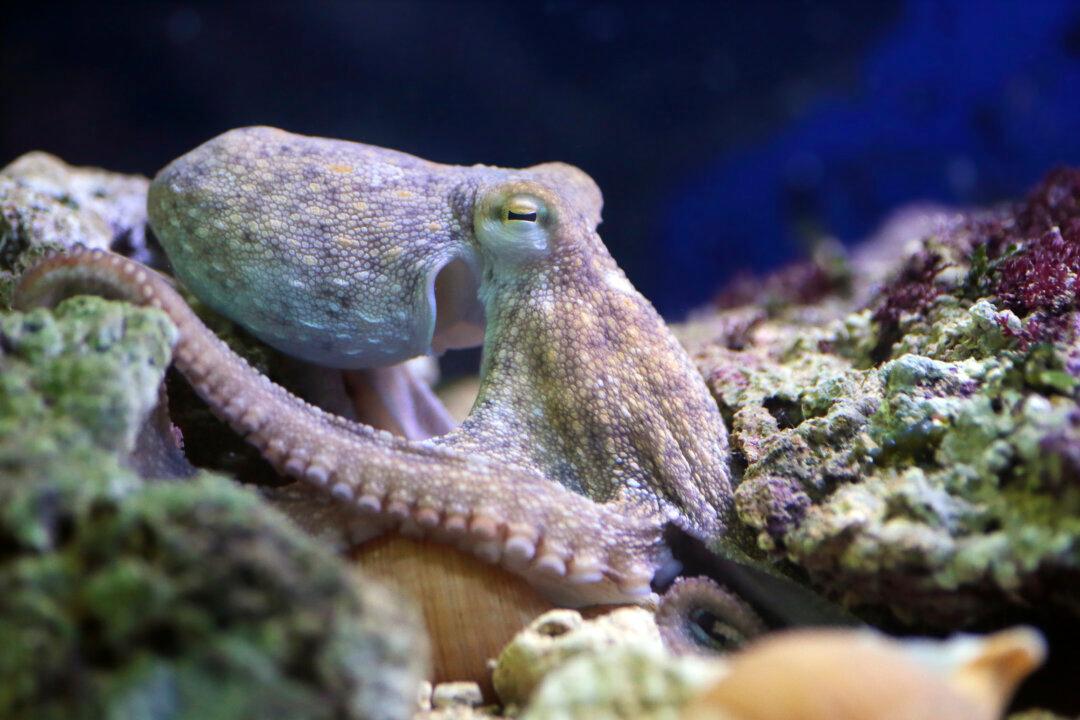 Study: Octopus and Squid Populations Are Booming, Called ‘Weeds of the Sea’