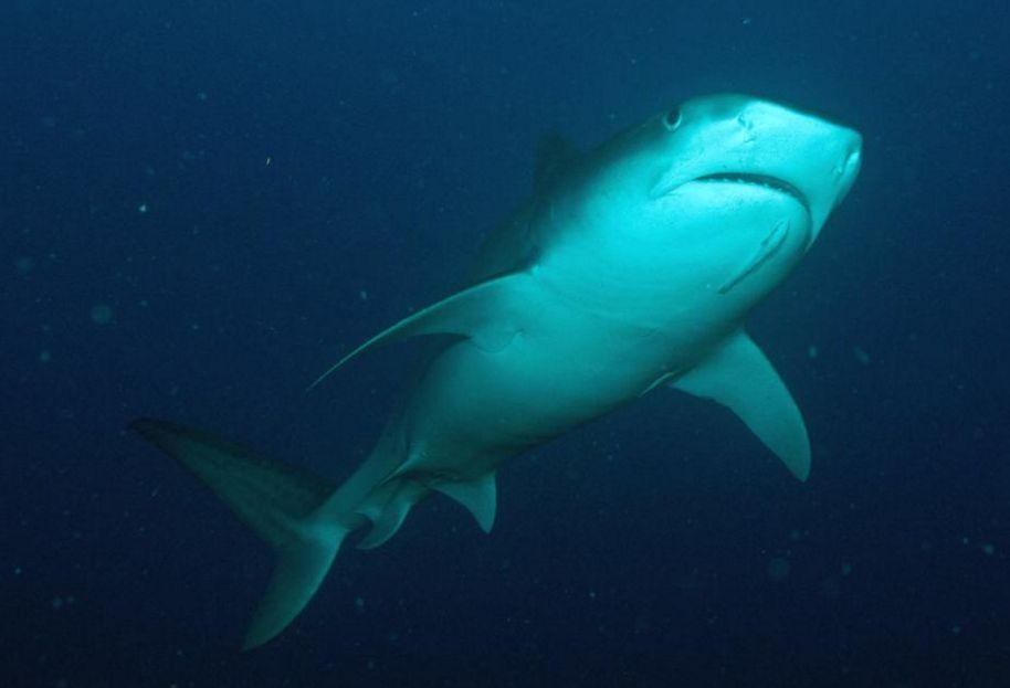 Sand Tiger Shark Nursery Found Off New York Coast