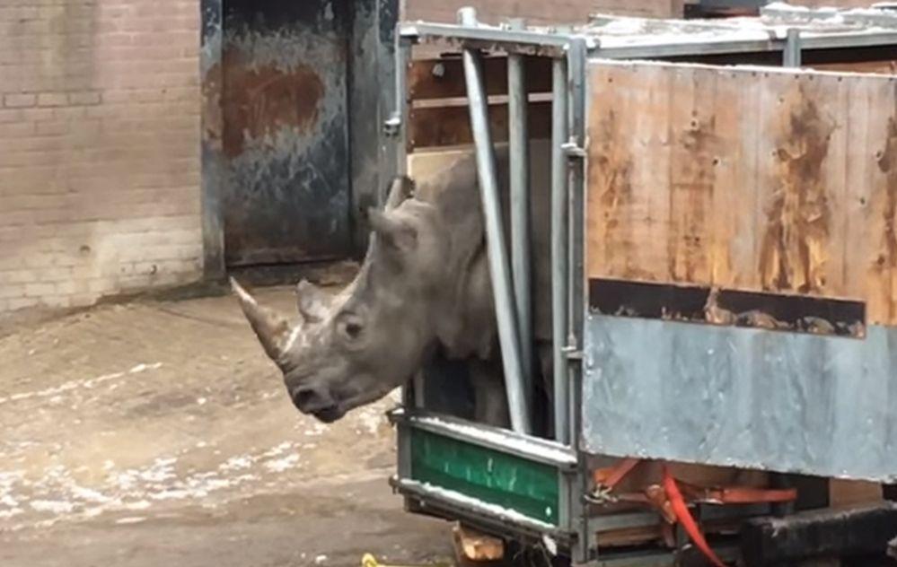 Video Shows Rhino Trying to Break Out of Its Cage in Holland