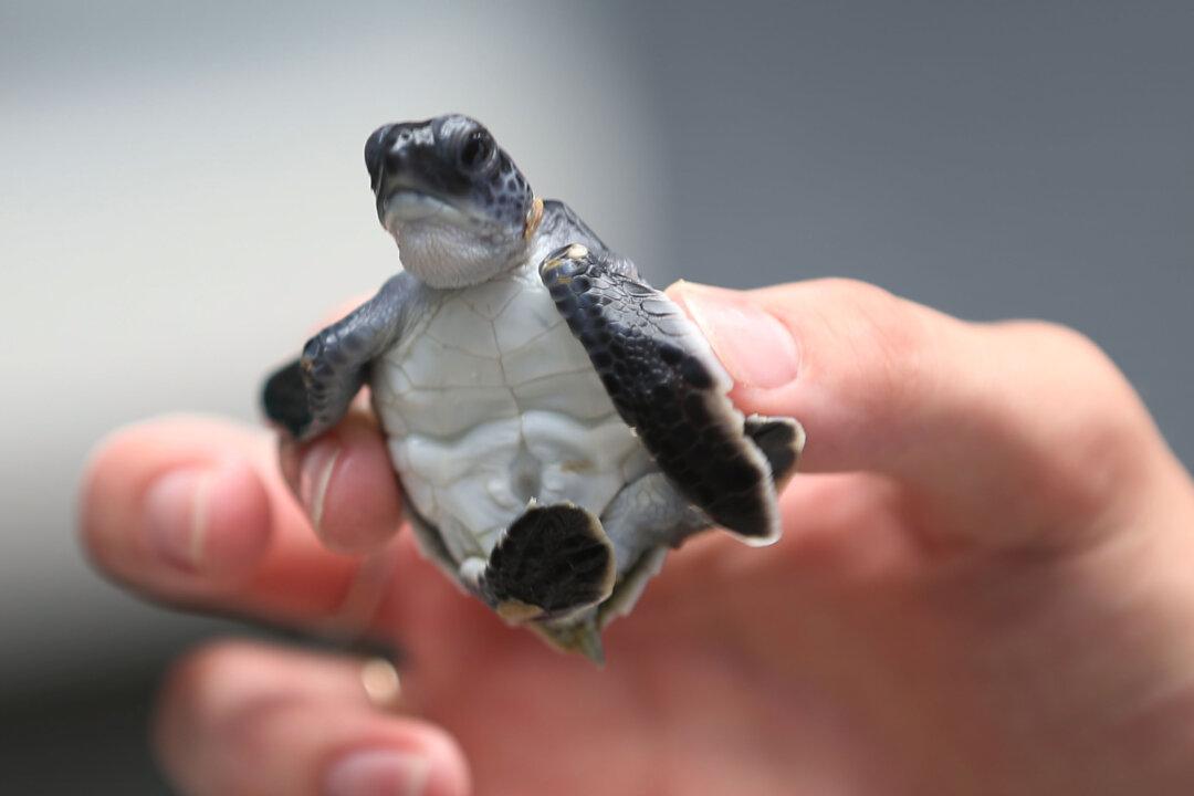 More Than 600 Turtles Rescued From Cold Waters Off Coast of North Carolina
