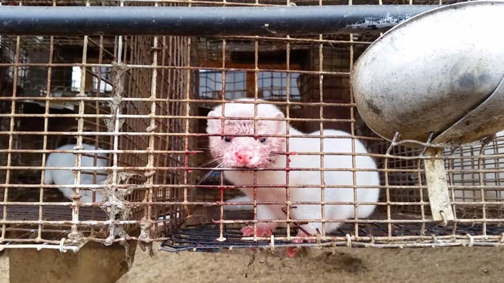 Animal Rights Group Says Shawano County, Wisconsin Fur Farm Improperly Euthanized Minks