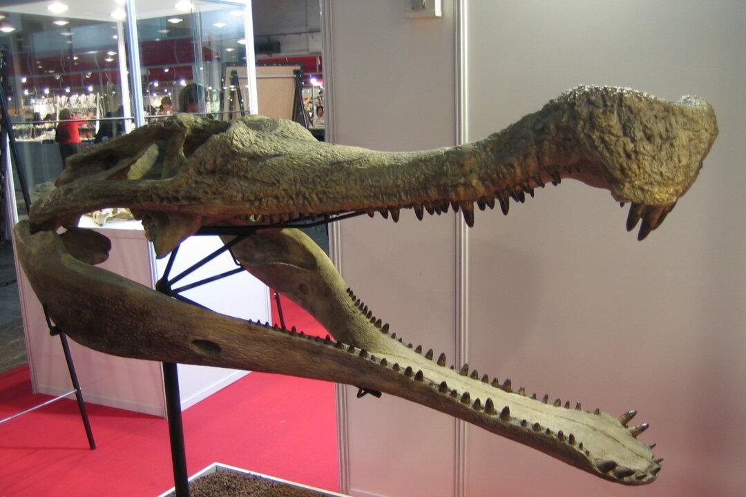 Fossil of 30-Foot Crocodile Found in Sahara Desert