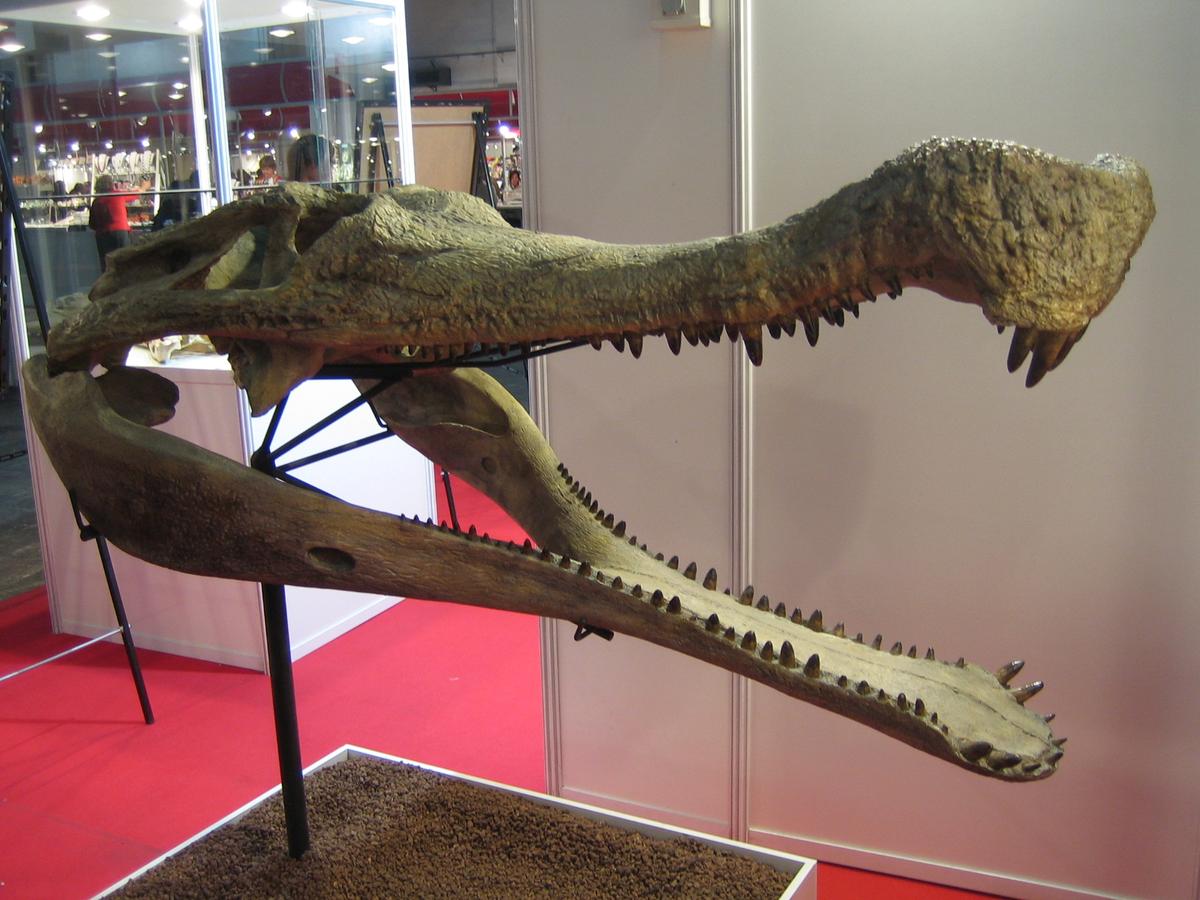 Fossil of 30-Foot Crocodile Found in Sahara Desert