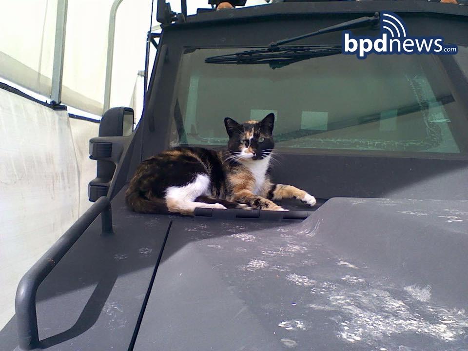 SWAT Cat Is Back! Boston Police Team’s Mascot Returns Home