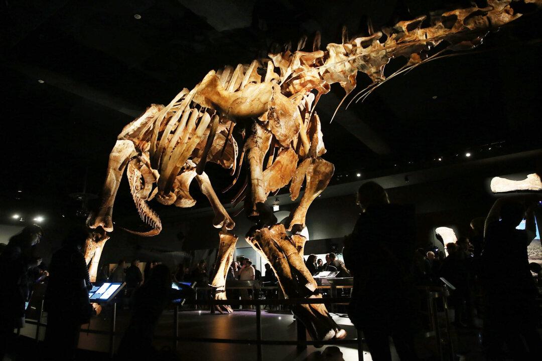 Exhibit Opens for Titanosaur, One of the Largest Dinosaurs Ever