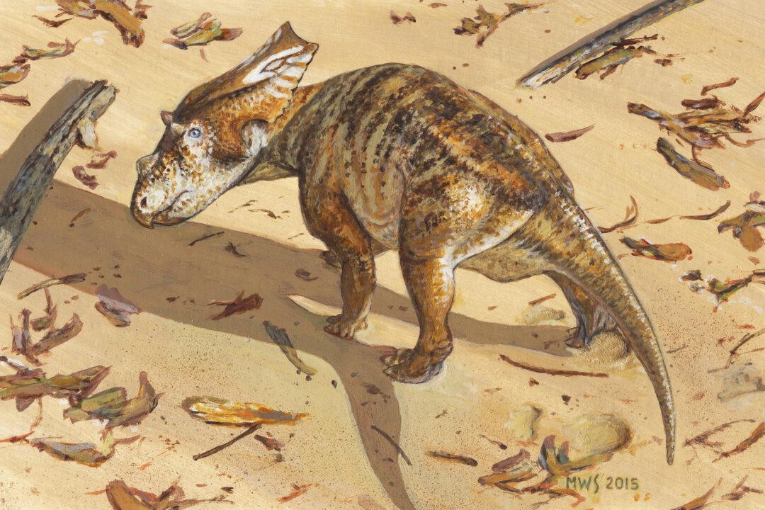 Findings on Fossil of 75 Million-Year-Old Baby Dinosaur Released