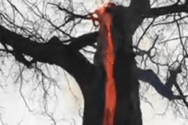 Hikers In Ohio Stumble Across So-Called ‘Devil Tree’