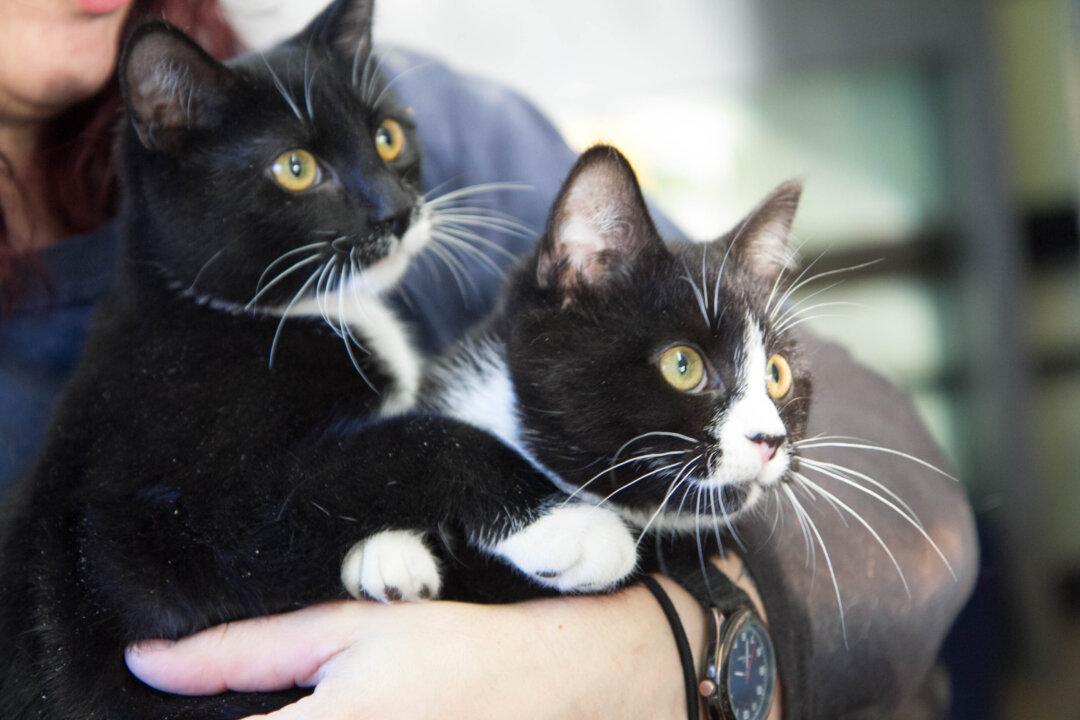 Port Jervis Middle School Students Donate $500 to Humane Society