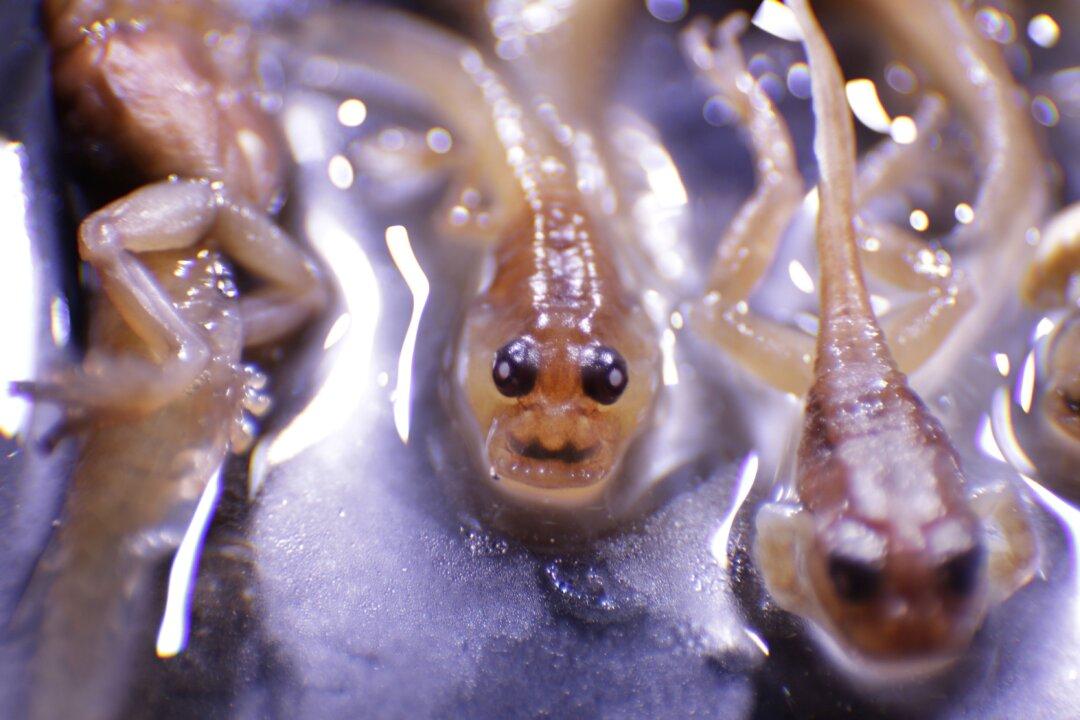 Xenobots: Cell-Based Living Robots That Can Self-Replicate