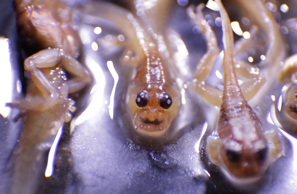 Xenobots: Cell-Based Living Robots That Can Self-Replicate