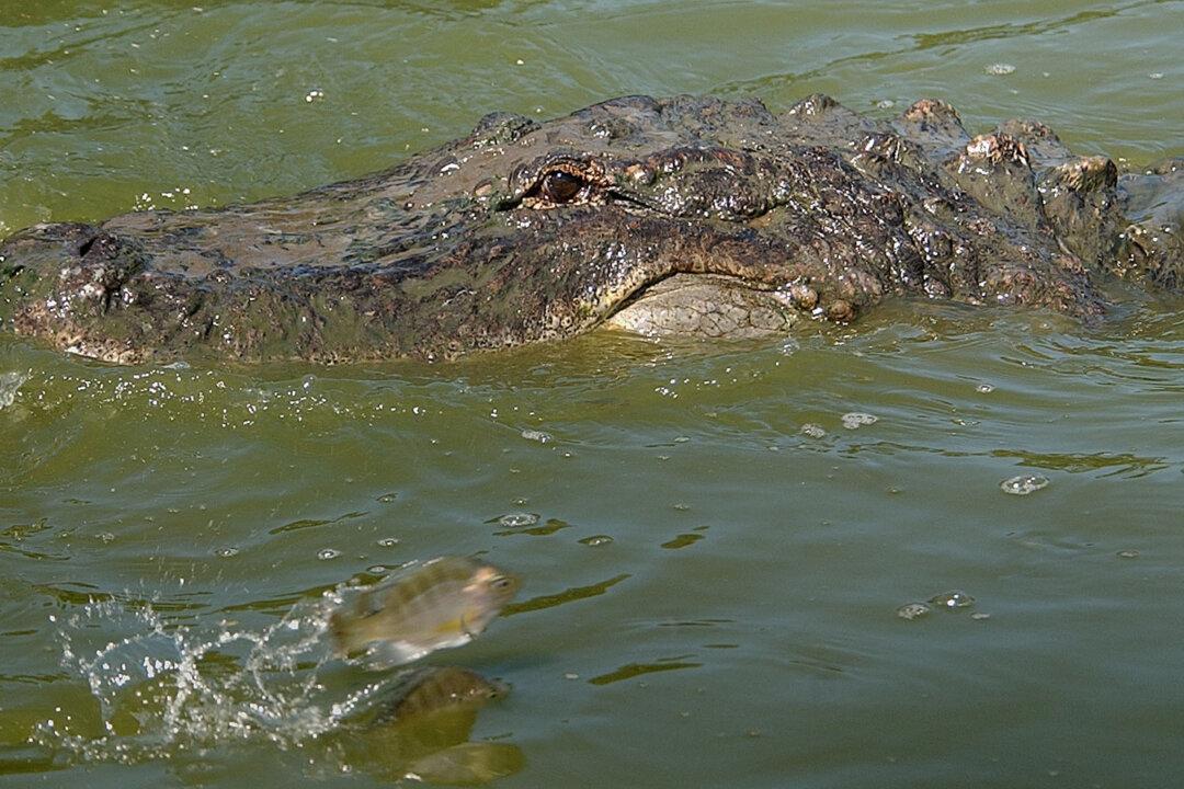 Officials: Man Seriously Injured in Florida Alligator Attack