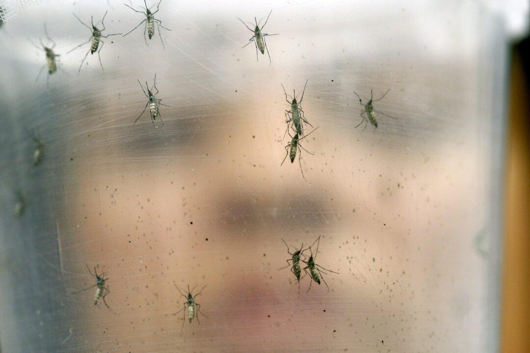 Zika Virus Now a Global ‘Public Health Emergency,’ Says World Health Organization