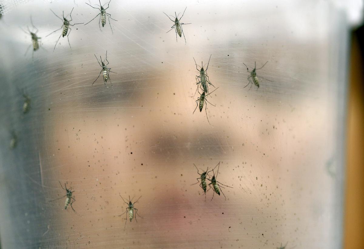 Zika Virus Now a Global ‘Public Health Emergency,’ Says World Health Organization