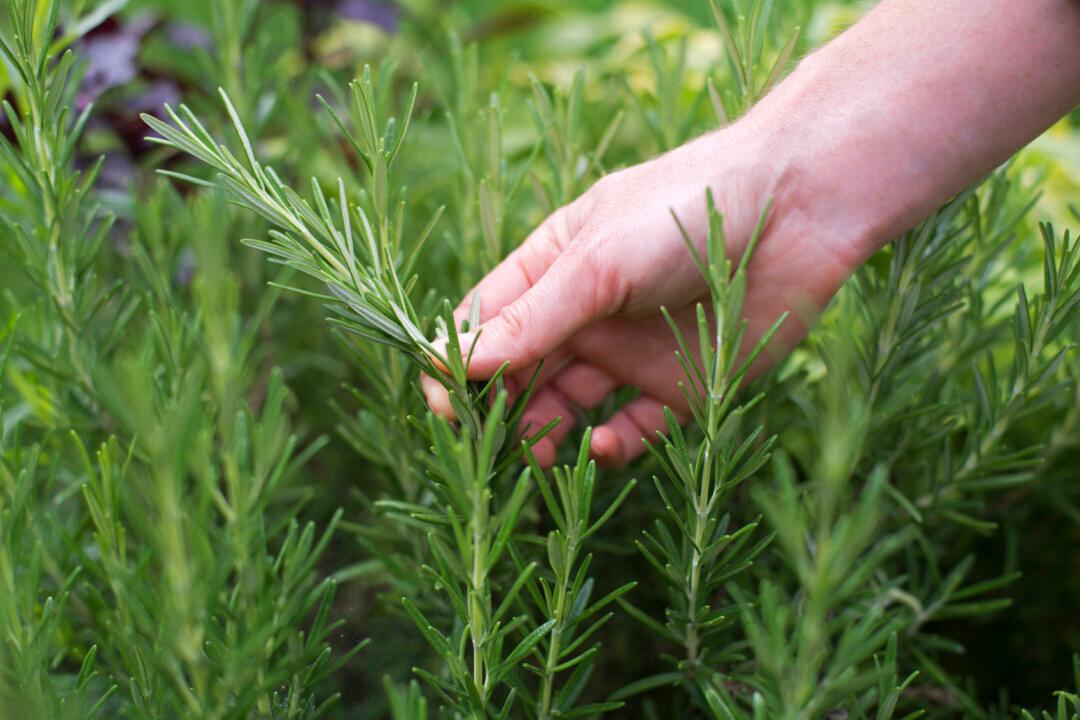 Rosemary for Memory and Circulation